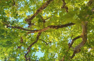 Les Saffres - gîte de charme pour 8 personnes - Foto 23