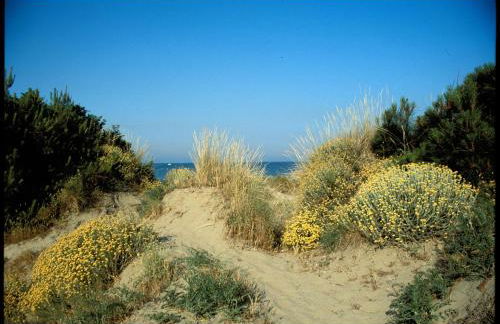 Orchidea Marina - Foto 36