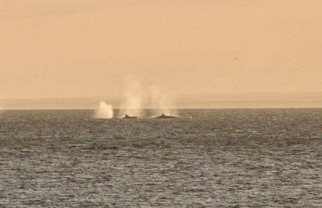 Excursion aux îles Magdalena et Marta en bateau à moteur - Photo 4