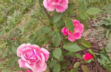 Fayetteville Near FSU & Fort Bragg - Foto 8