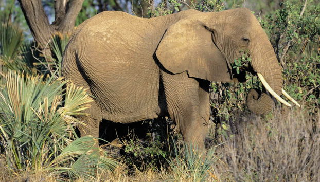 Selwo Aventura - Estepona - Foto 4