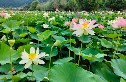 Cecco di Nara - Foto 32