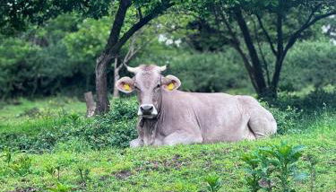 Agriturismo La Betulla - Foto 3