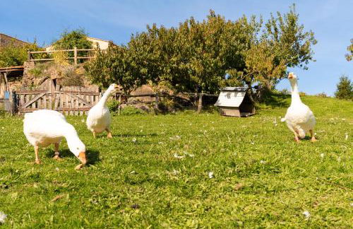 Gîte Le Bouton D'or 8min Puy du Fou - Foto 20