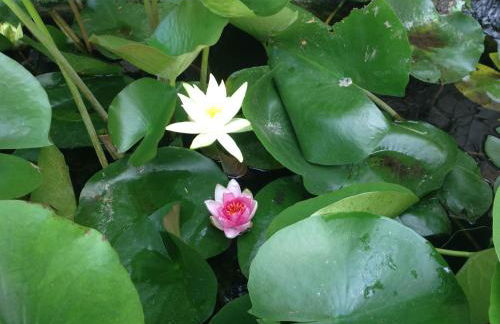 Michael's Apartment's - Foto 10