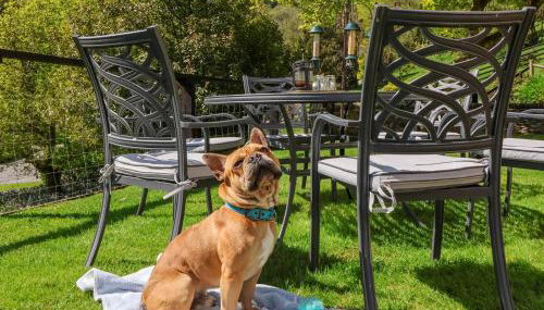 Where Families Reconnect And Dogs Truly Belong - Foto 3, pet friendly