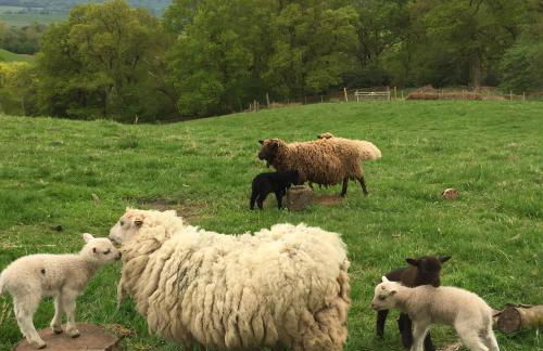 Willow Cottage, Gilchristland Organic Farm - Foto 20