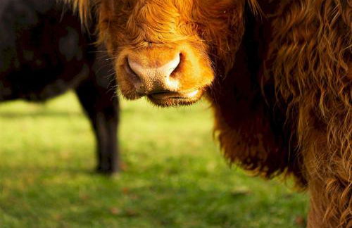 The Lodge House - By Elie - Foto 55