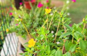 Casa à beira mar de Maragogi com 4 quartos, 4 banheiros e Área Verde - Foto 68