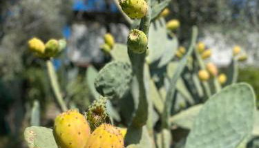 Casa Due Ulivi - Foto 3