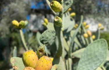 Casa Due Ulivi - Foto 3