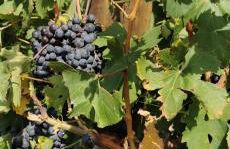 PASSION DU VAR - Photo 27