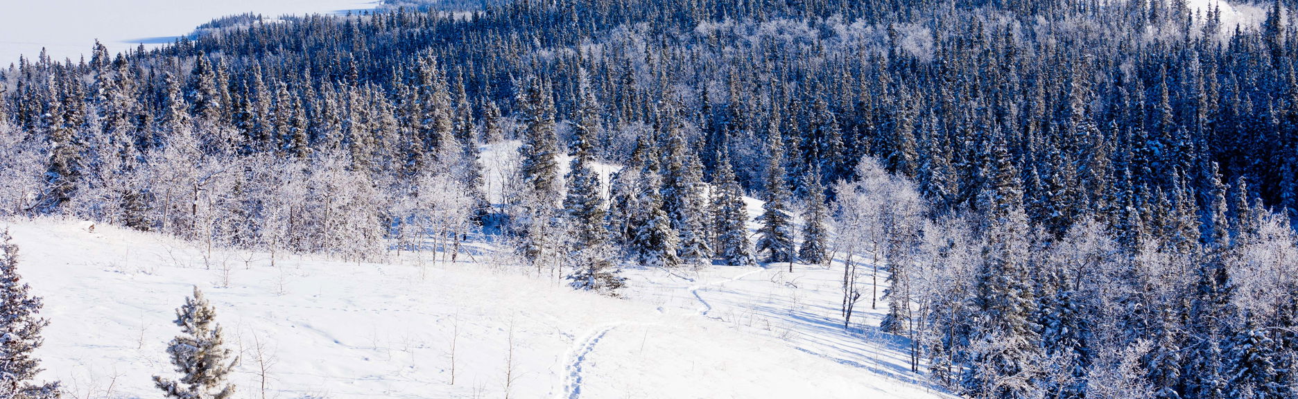 Paseo con raquetas de nieve