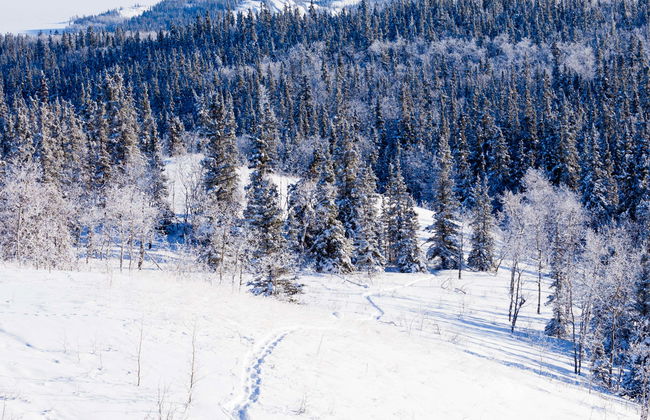 Passeggiata con le racchette da neve a Whitehorse - Foto 1