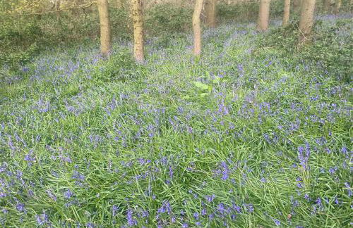 Bluebell Cottage - Foto 21