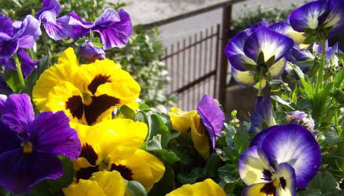 Residenza Capri - Foto 1