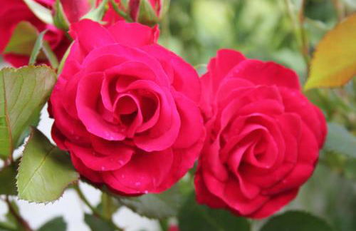 Casa de Tapadeiro - Foto 27