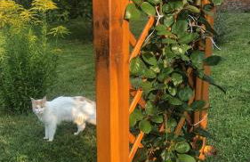 Ferienwohnung “Mount Meißner” - Foto 10