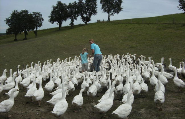 Schnatterhof - Photo 37