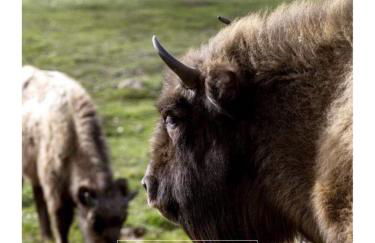 Paleolítico rural - Photo 68