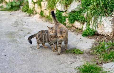 Konstantis - Foto 40