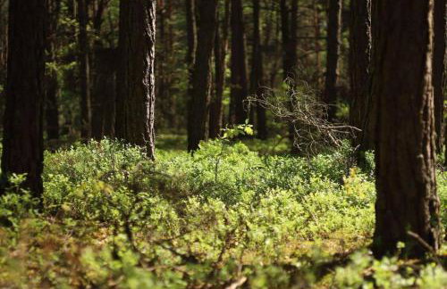 Na Las Czas, Wilga - Foto 54