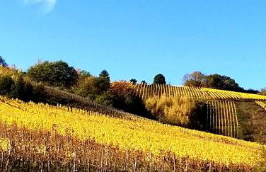Mosel-Appartements Nehren - Foto 63