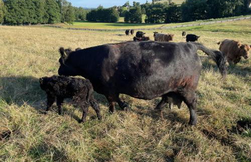 Ferienwohnung-Ferienhaus am Picho - Foto 14
