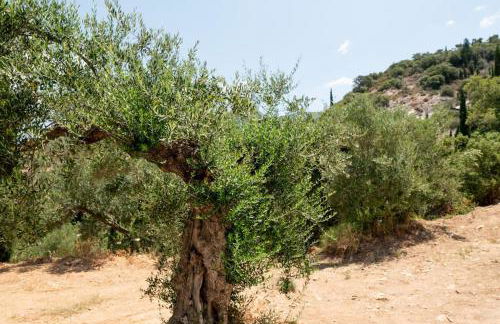 Mani Senses Luxury Villa - Foto 74