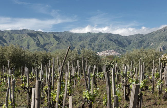 Zash Country Boutique Hotel - Foto 79