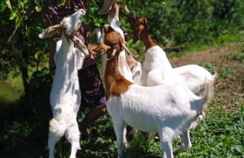 Hospedagem Zilz - Foto 4