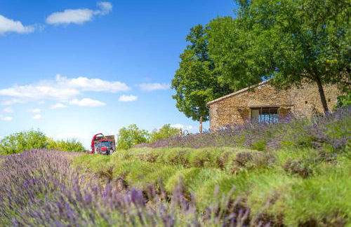 Domaine de L'Essentiel de Lavande - Foto 17