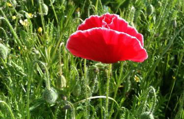 Gites De L'Etang Des Noues - Photo 45
