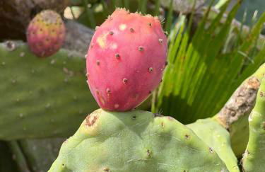 Amore Salentino - Dein Ferienhaus im Herzen des Salento - Foto 48