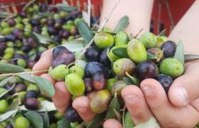 Agriturismo La Ginestrella - Foto 16