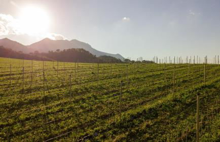 Agriturismo Podere Coldifico - Foto 29