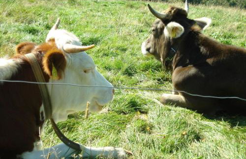 Holiday Apartment Schupp - Foto 37