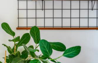 Helianthus - Photo 8