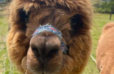 Agroturystyka Zagroda Miłkowskie - Photo 12