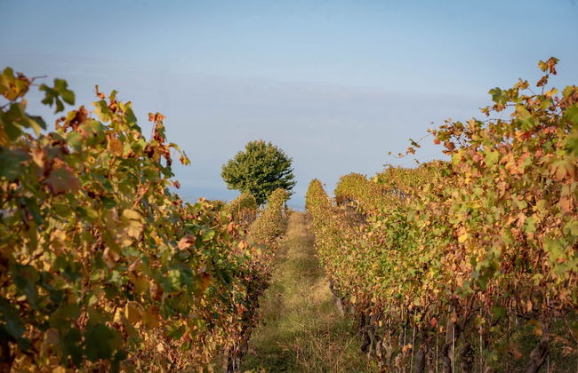 San martino langhe - Foto 43