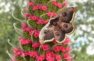 Villa Tropica, total privacy, tropical garden and private pool - Photo 72