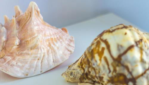 Le Conchiglie - Foto 5