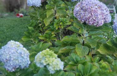 Cabana do alto, espaço privado dentro de um sitio de 20mil metros - Foto 14