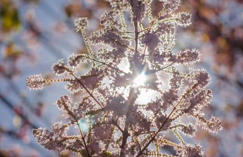 Chalé Flores e Amores - Photo 54