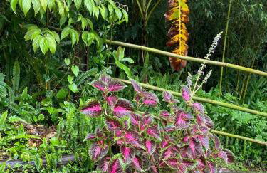 Casa Zen Inglesa Paranapiacaba - Foto 36