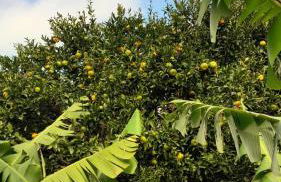 Casa L&M - Refúgio com Horta Biológica Certificada - Foto 40