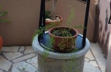 Maria's Rose Garden - Photo 64