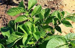 Traditional stone house 1bedroom, sea view, Syros - Foto 17