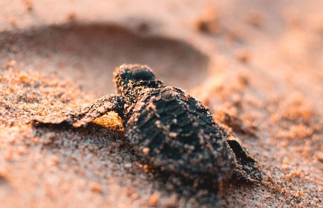 Ixtapa Zihuatanejo Sea Turtle Release - Photo 1