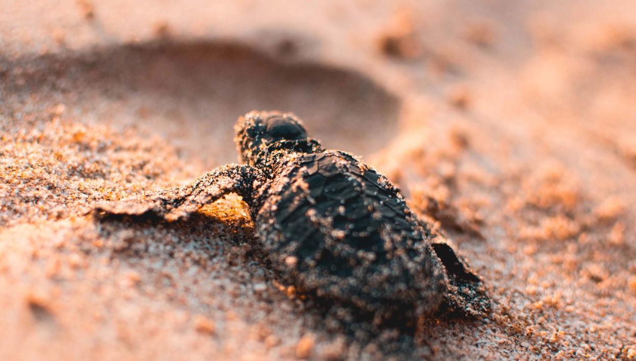 Ixtapa Zihuatanejo Sea Turtle Release